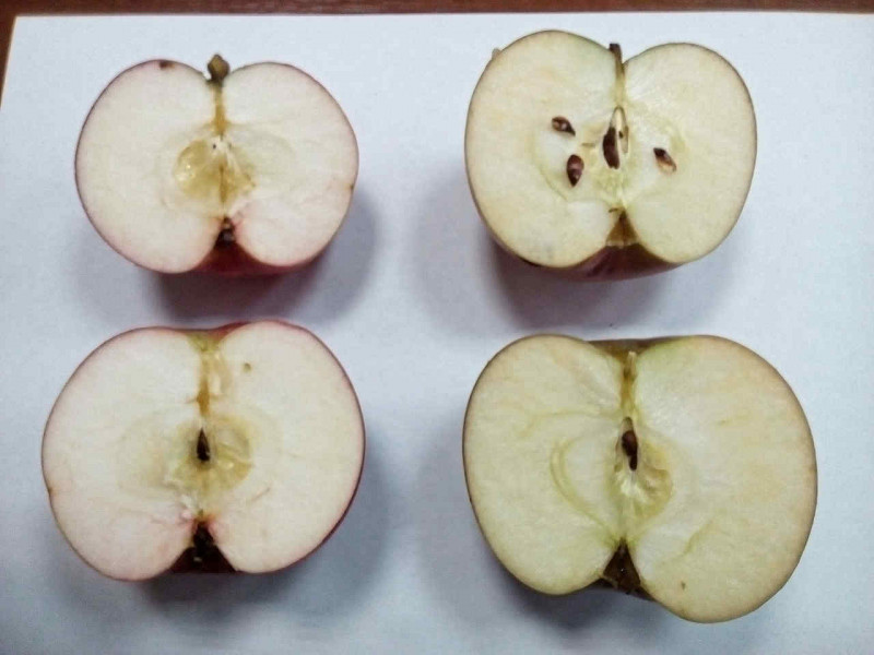 Весялина_vs_Зорка(2).jpg