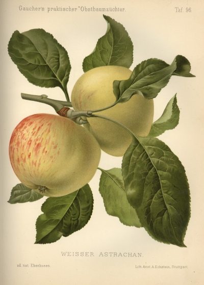 weisser_astrachan_gau_s0.jpg