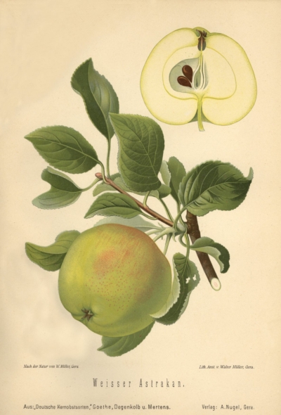 weisser_astrachan_goe_s0.jpg