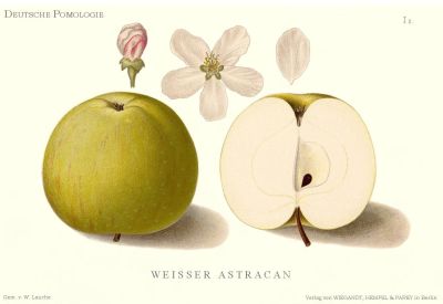 weisser_astrachan_lau_s0.jpg