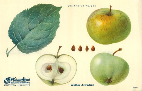 weisser_astrachan_nda_s0.jpg