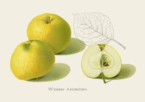 weisser_astrachan_ubd_s0.jpg