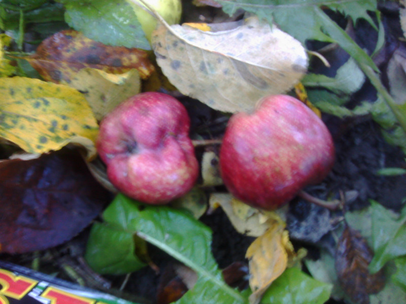 IMG_20181021_100925.jpg
