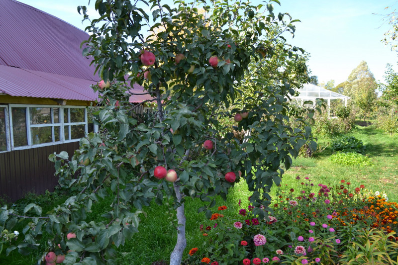 Кандиль орловский