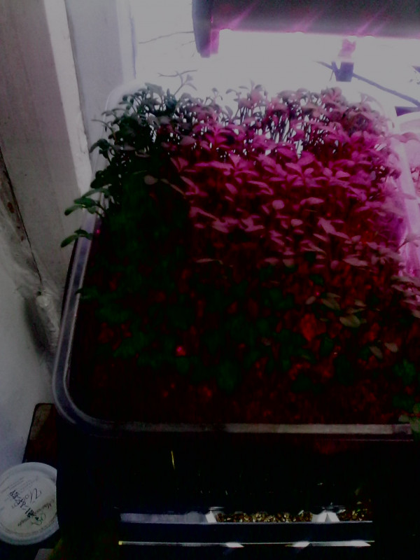 IMG0220A.jpg