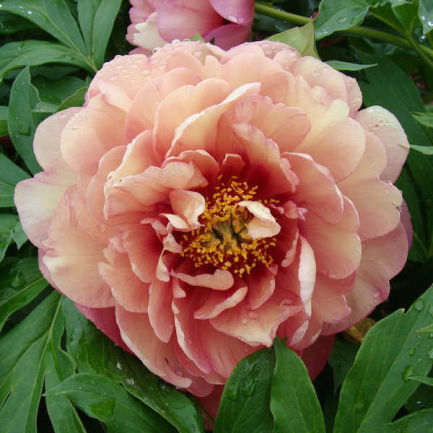 m_53015.jpg