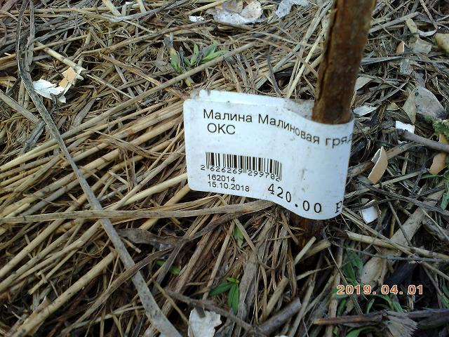 PIC_19029.JPG