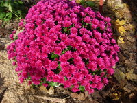 1819 Jacqueline Pink