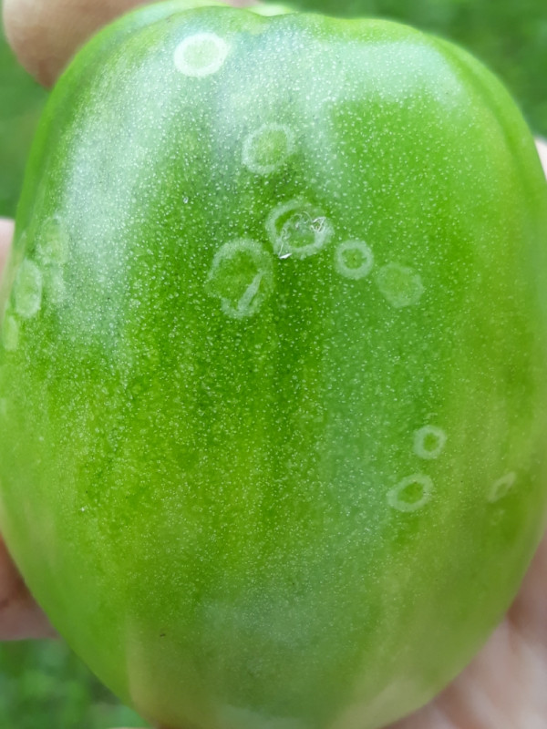 20190707_142459_resize_98.jpg