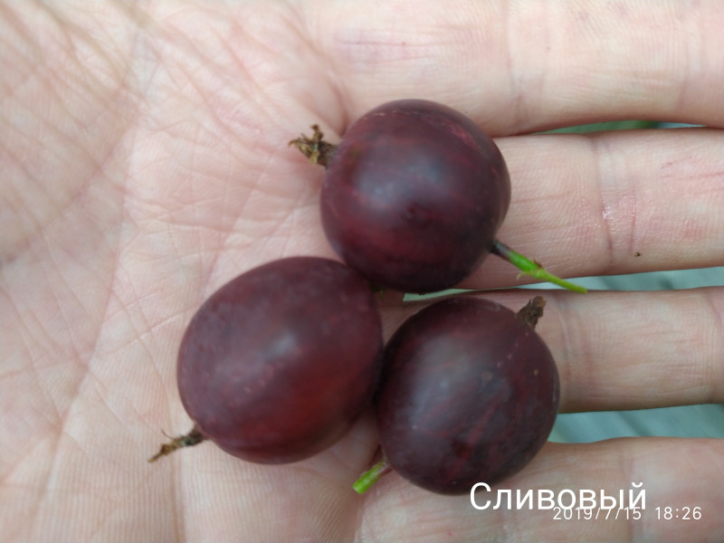 IMG_20190715_184111.jpg