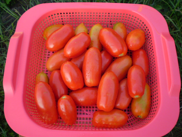 P1010039.JPG