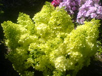 DSC03596.JPG