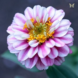 zinnia-zahara-raspberry-ripple-flower.jpg