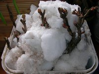 SANY0409.JPG