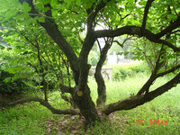 20091121150459602.jpg