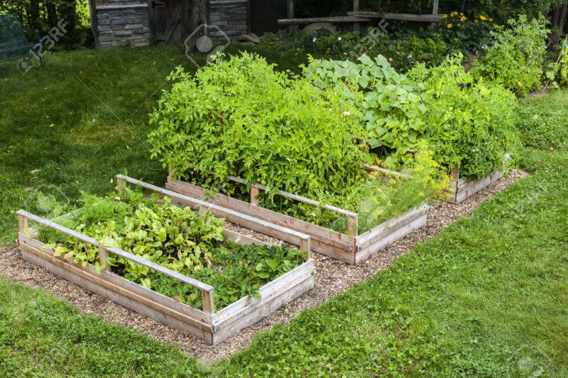 35893315-three-raised-garden-beds-growing-fresh-vegetables-in-a-backyard.jpg