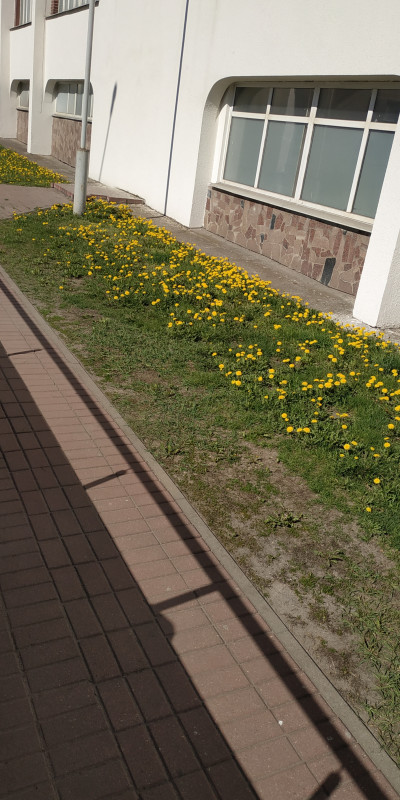 IMG_20200410_114539.jpg