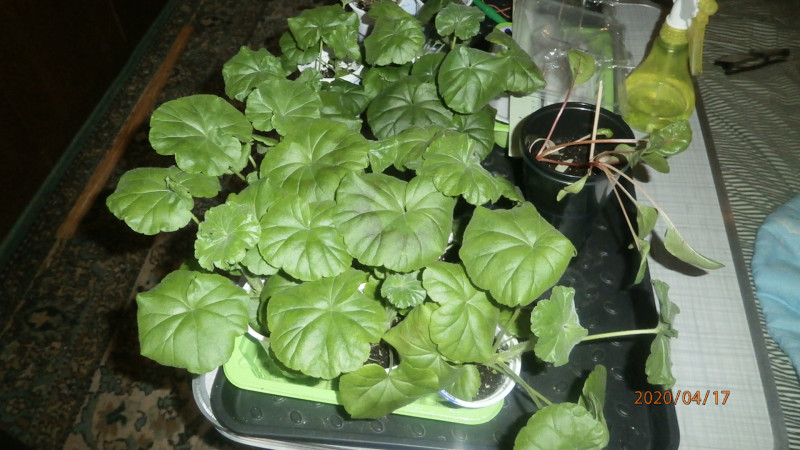 P4174844.JPG