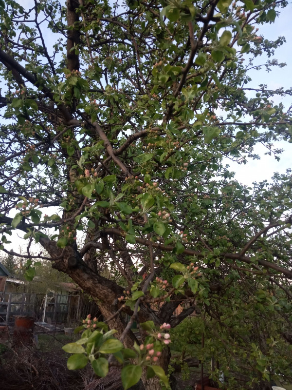 IMG_20200430_201523.jpg