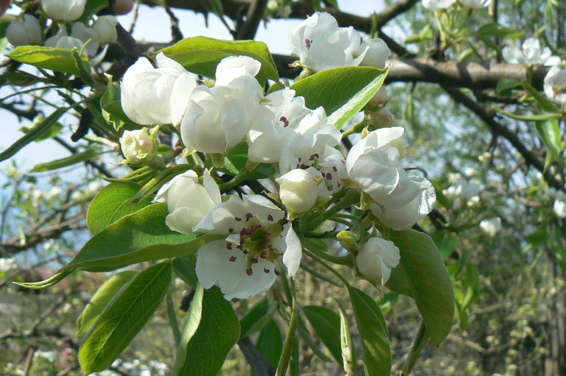 P1500417.JPG