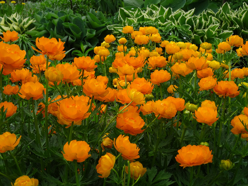 copDSC01775.jpg