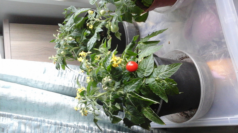 20200606_124100.jpg