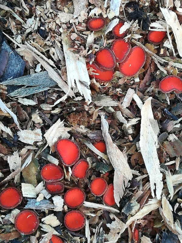 Саркосцифа ярко-красная (Sarcoscypha coccinea).jpeg