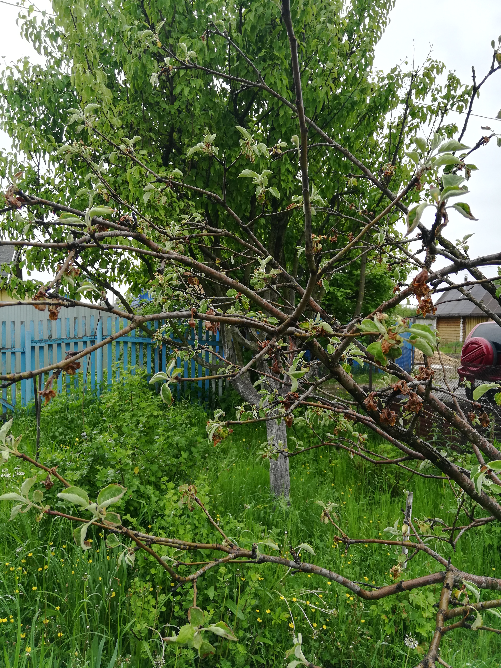 IMG_20200607_110806_photo-resizer.ru.jpg.png