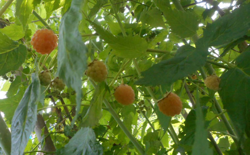 DSCN.зол.куп.21.06.2020.jpg