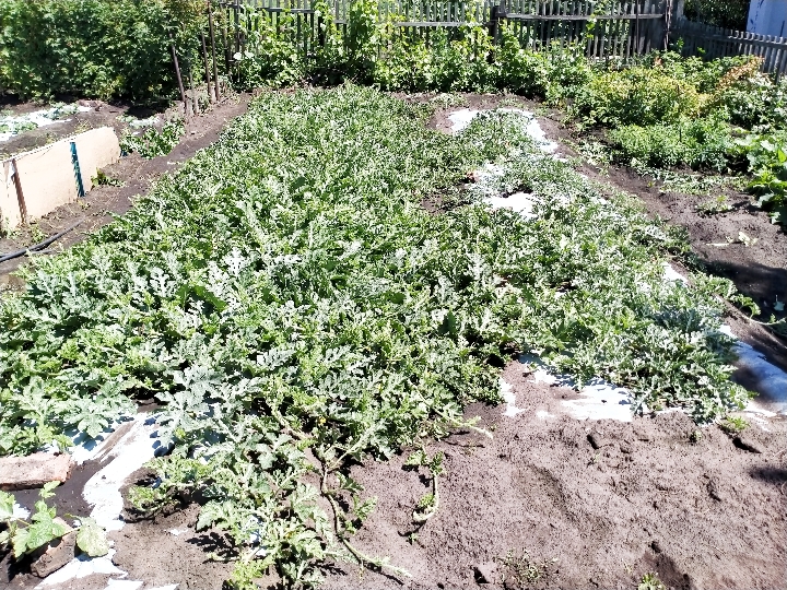 IMG_20200704_201327.jpg