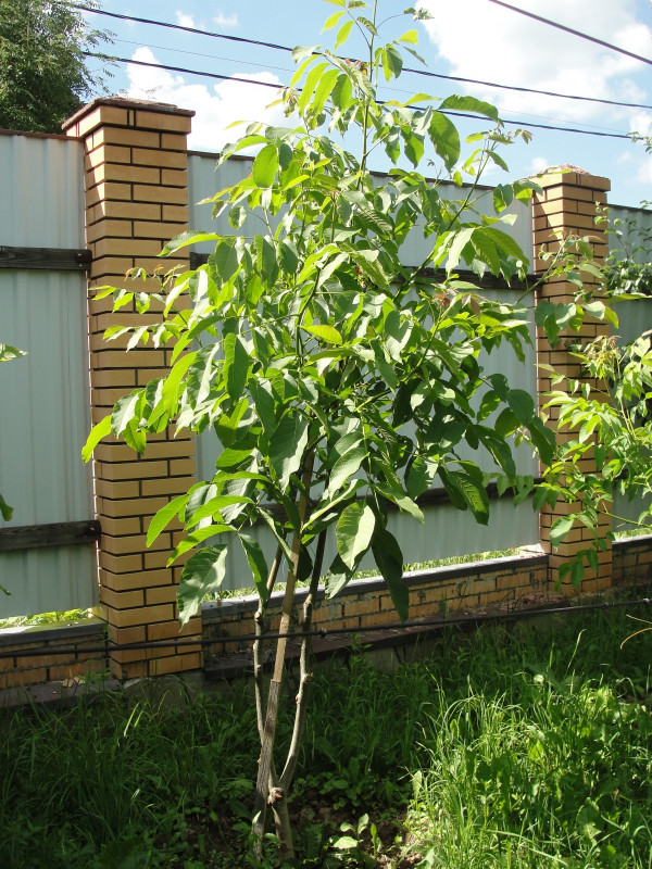 DSC07037.JPG