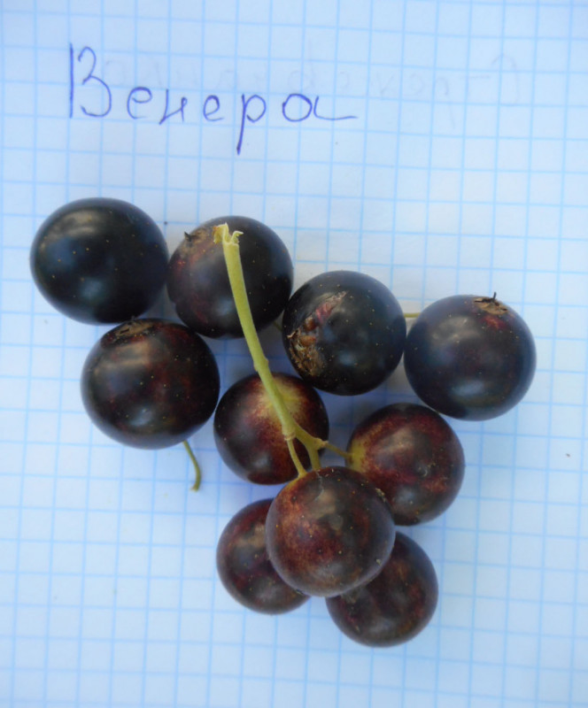 DSCNв.2.jpg