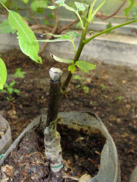 DSC07069.JPG