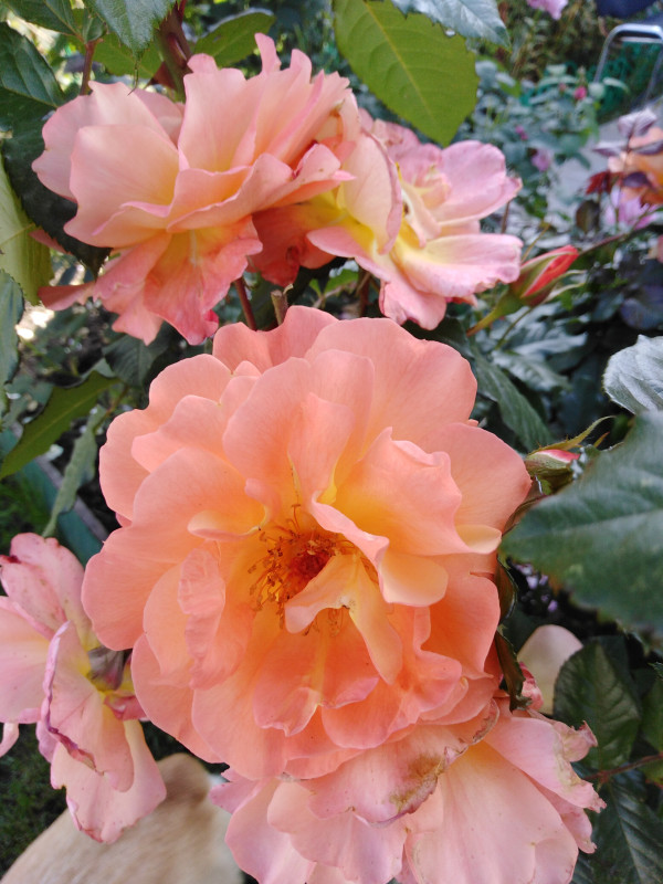 IMG_20200902_101346.jpg