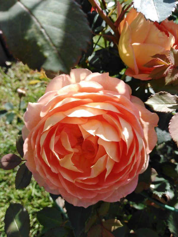 IMG_20200902_101255.jpg