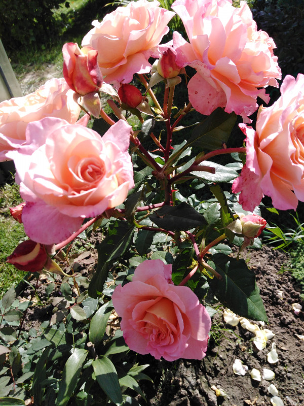 IMG_20200902_101304.jpg