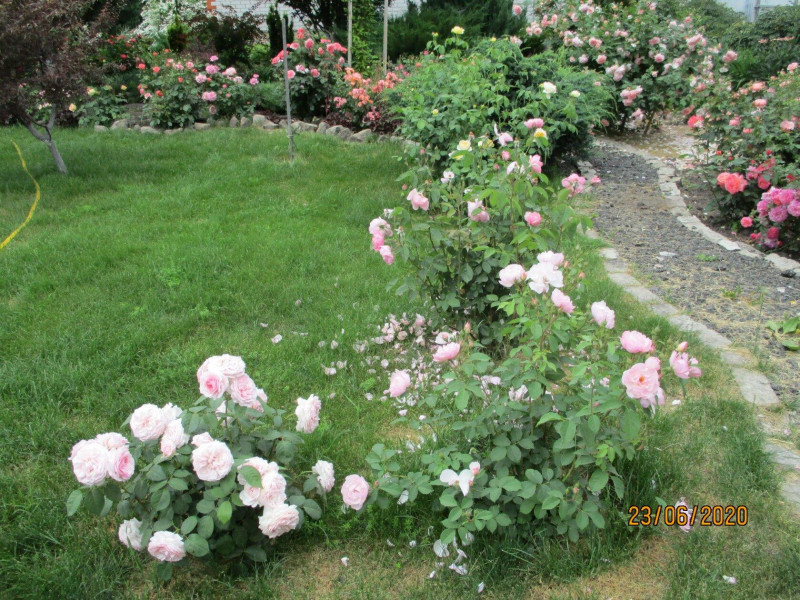 На переднем плане Olivia Rose , Scarborought Fair,  Alnwick Rose-остинки-второгодки. За ними нежно-желтая Sharlotte.