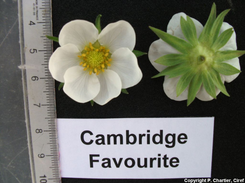 FRA207-Ciref-CambridgeFavourite-Flower.jpg