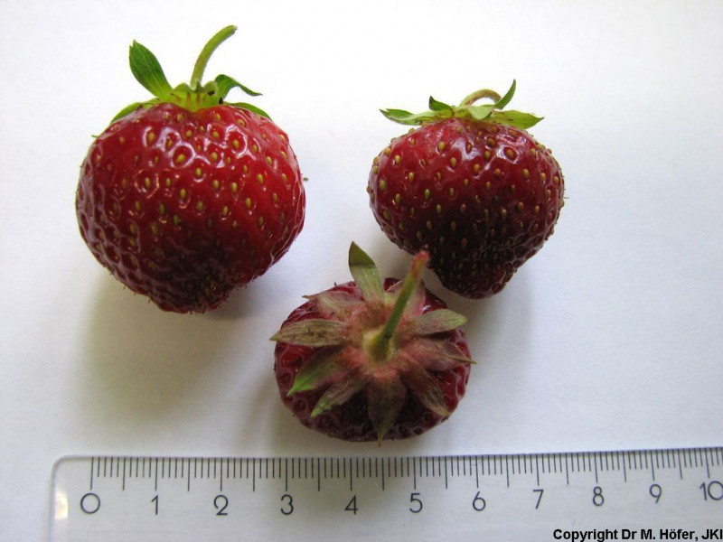 DEU451-JKI-Honeoye-Fruit1.jpg