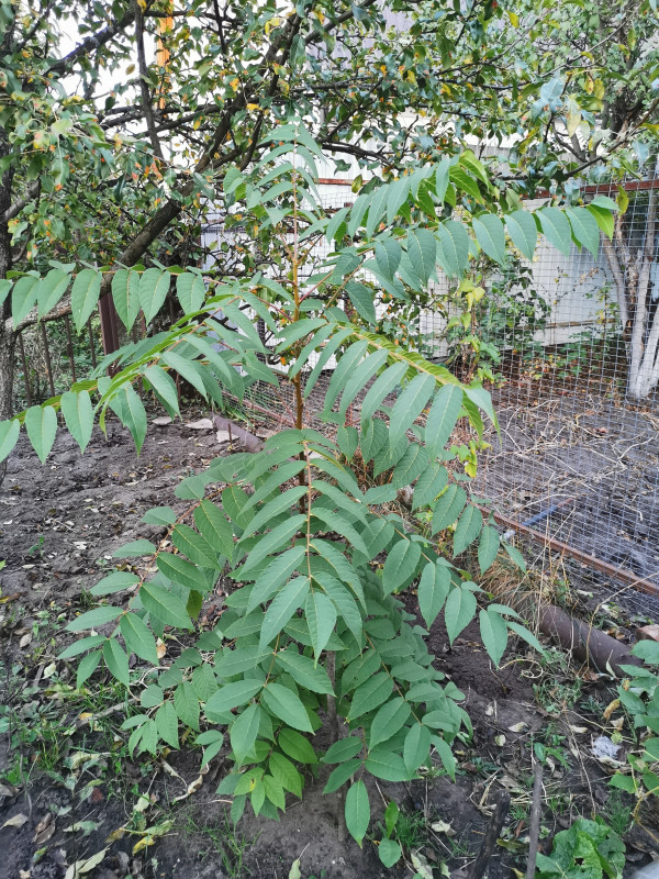 IMG_20200917_181514.jpg