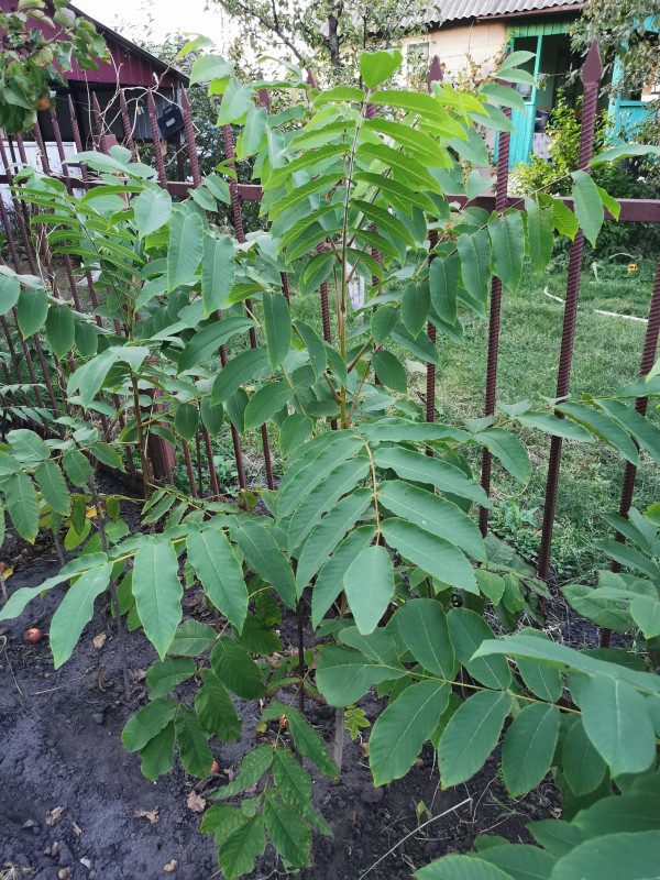IMG_20200917_181558.jpg