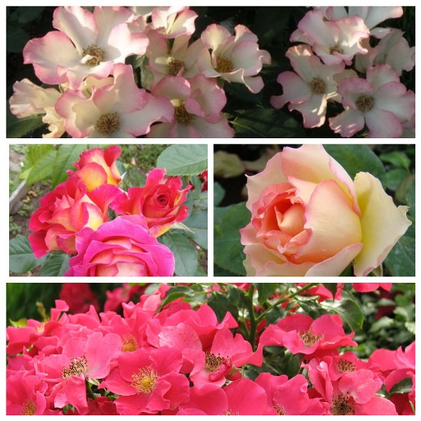 MyCollages - 2021-02-20T220736.781.jpg
