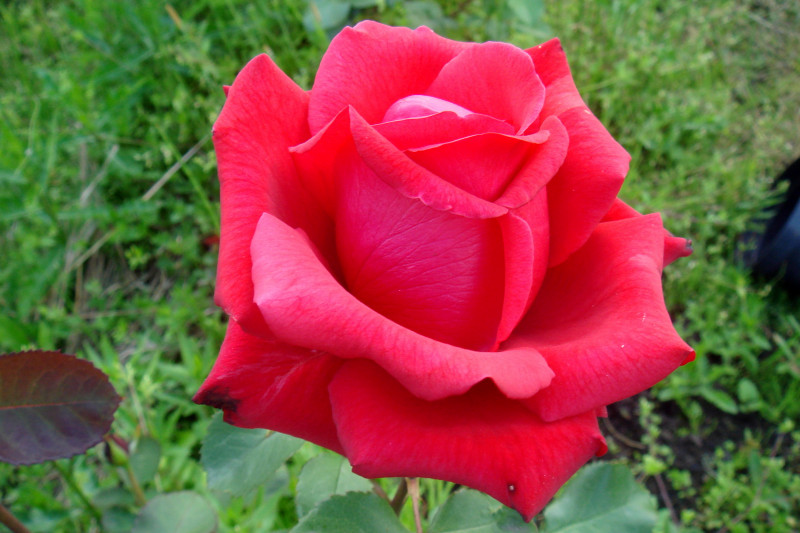 DSC08561.JPG