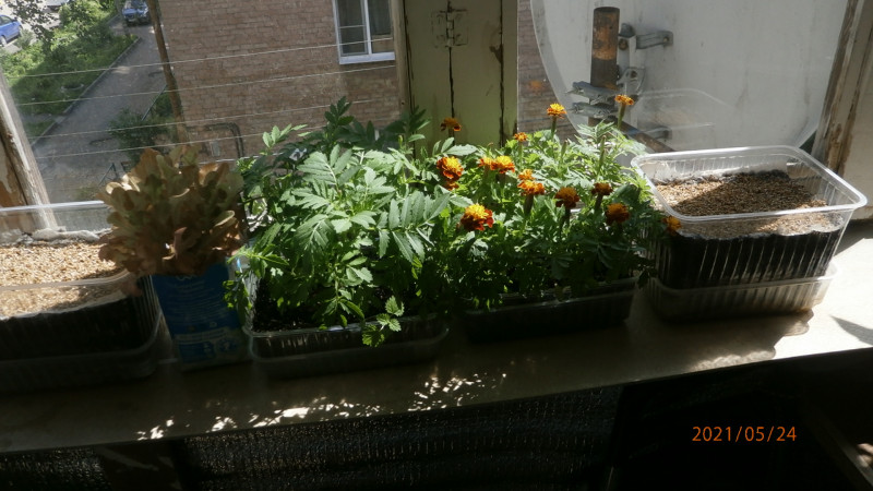 P5245649.JPG