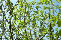 DSCN1127.JPG