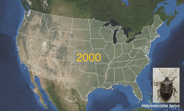 Brown_Marmorated_Stink_Bug_(Halyomorpha_halys)_US_Distribution.gif