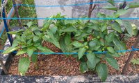 IMAG0324.jpg