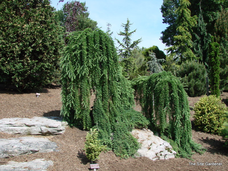 larix_pendula_33.jpg