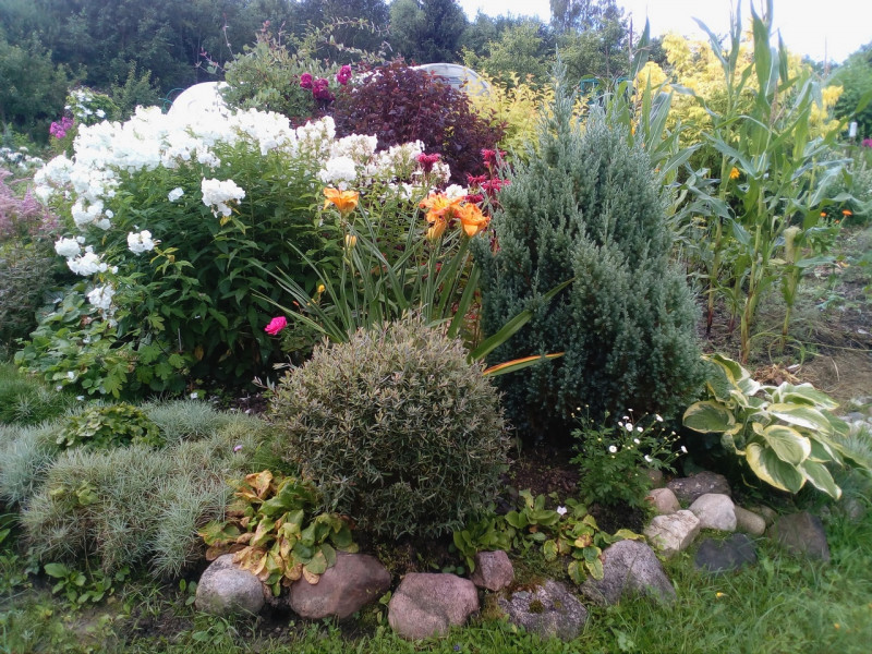 IMG_20200807_074756.jpg