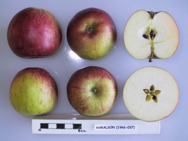 Cross_section_of_Haralson,_National_Fruit_Collection_(acc._1966-037).jpg